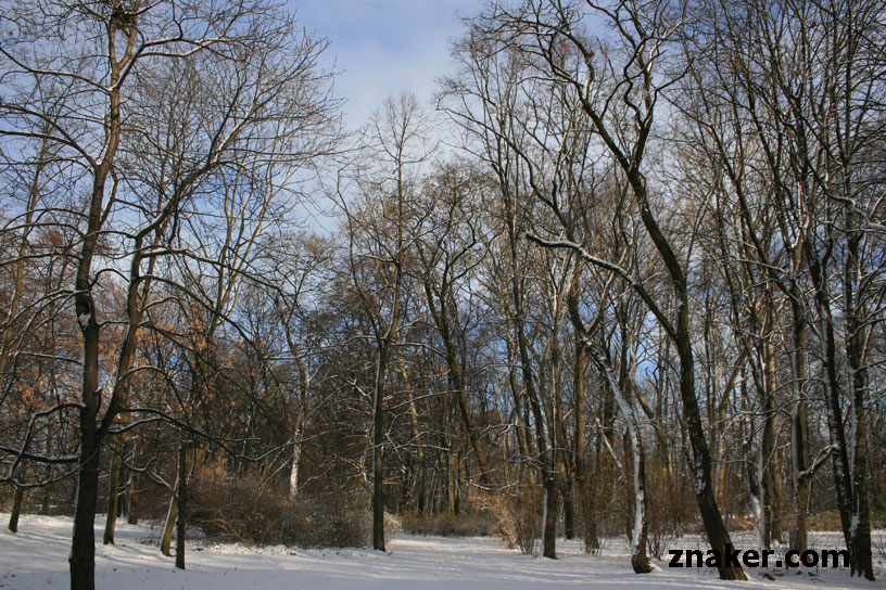 Zdjęcia Zimy Drzewa Alejki Park