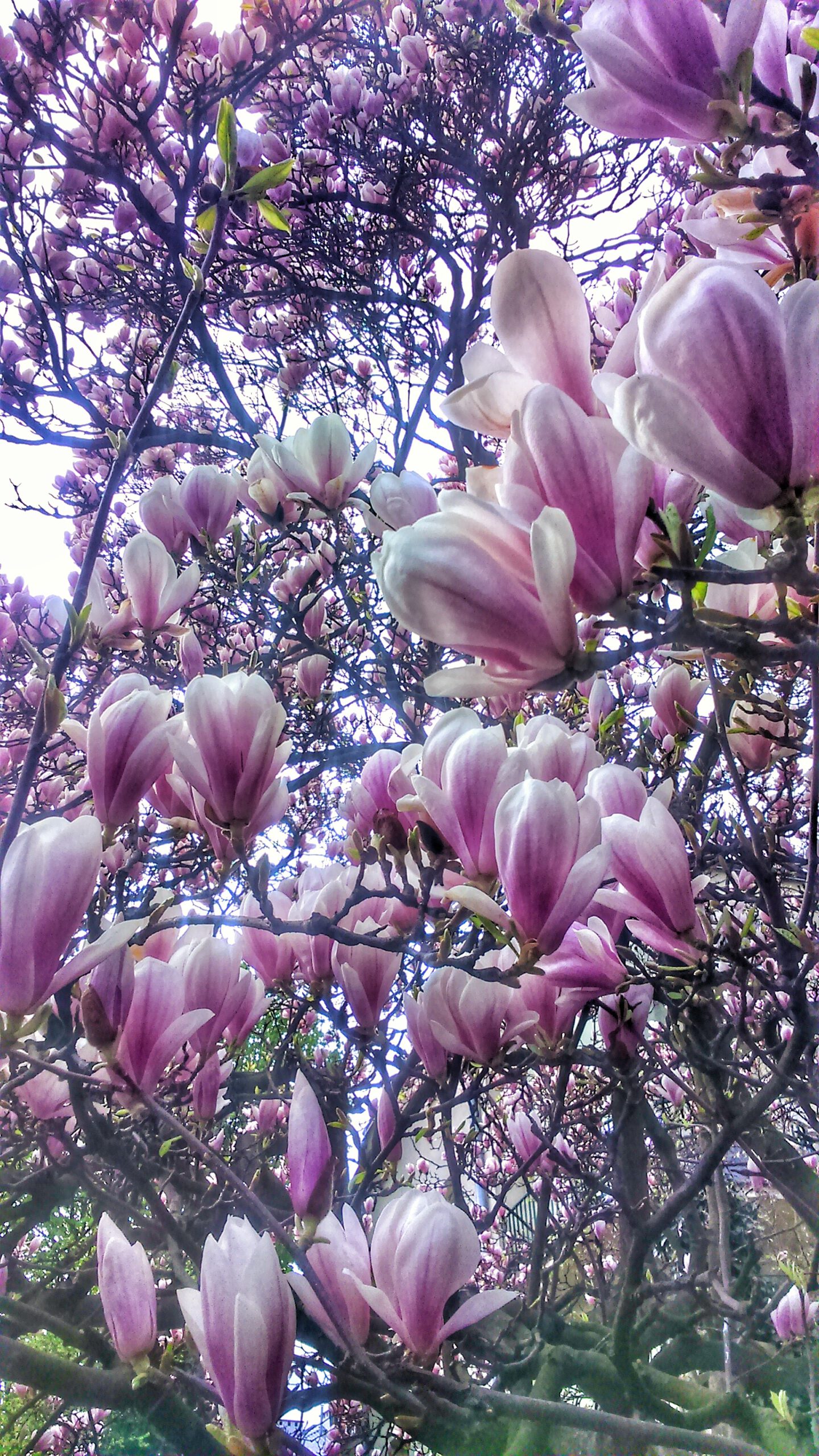 Magnolia kwitnie. Kwiecień