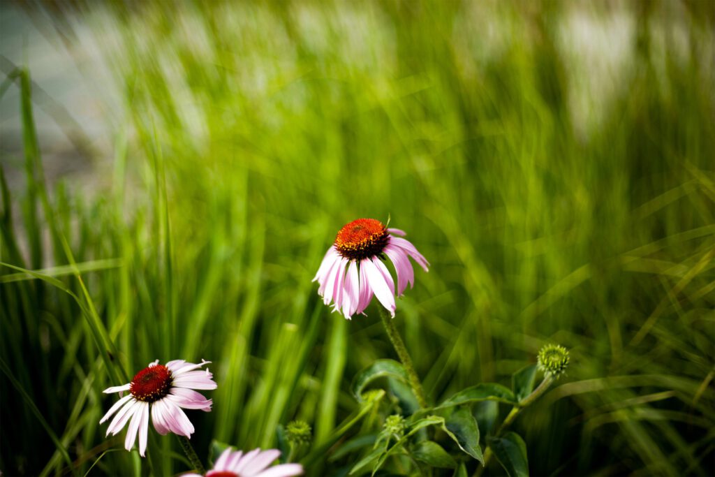 fotograf warszawa kwiaty zdjęcia